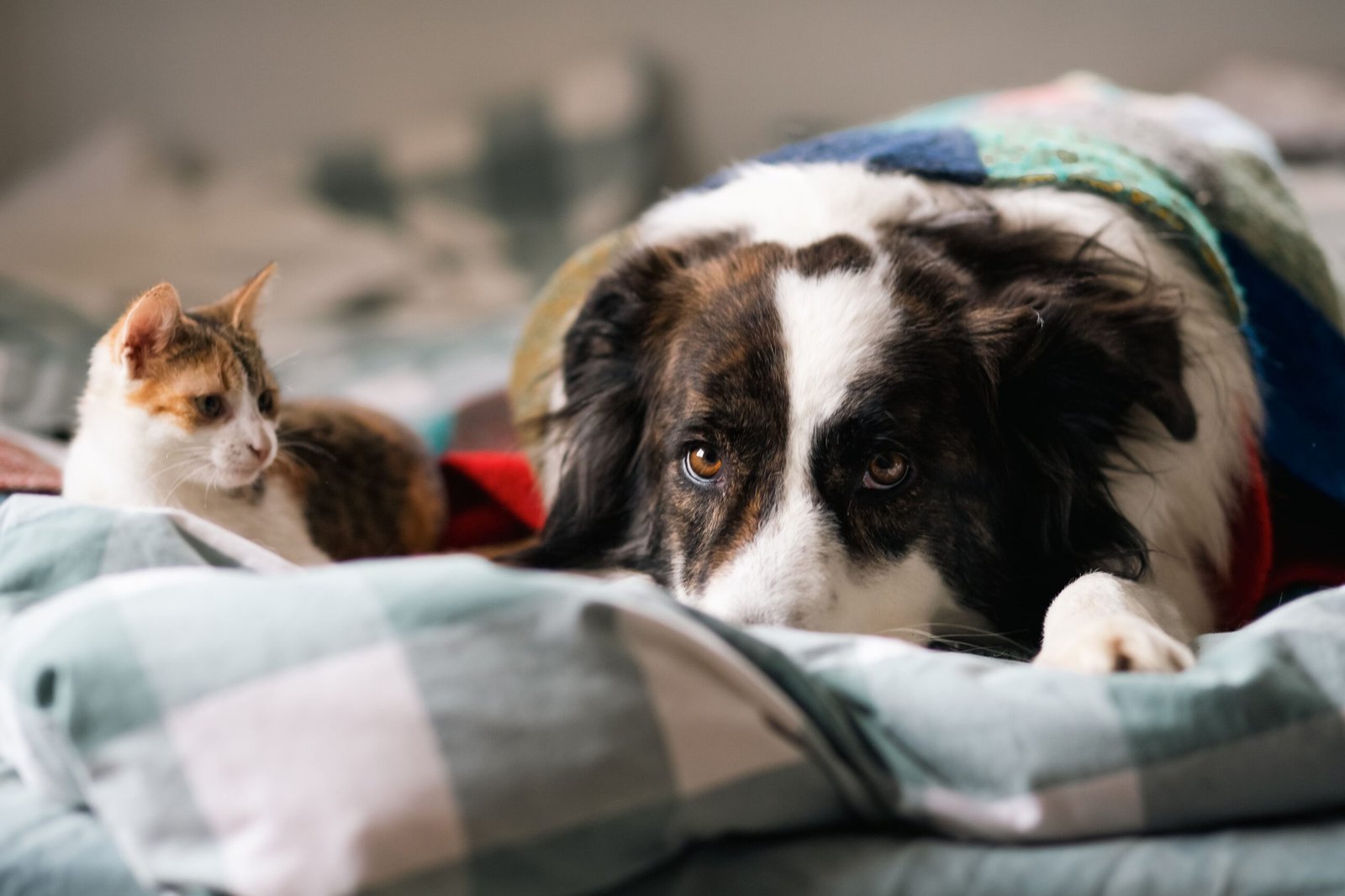 chien et chat qui dorment