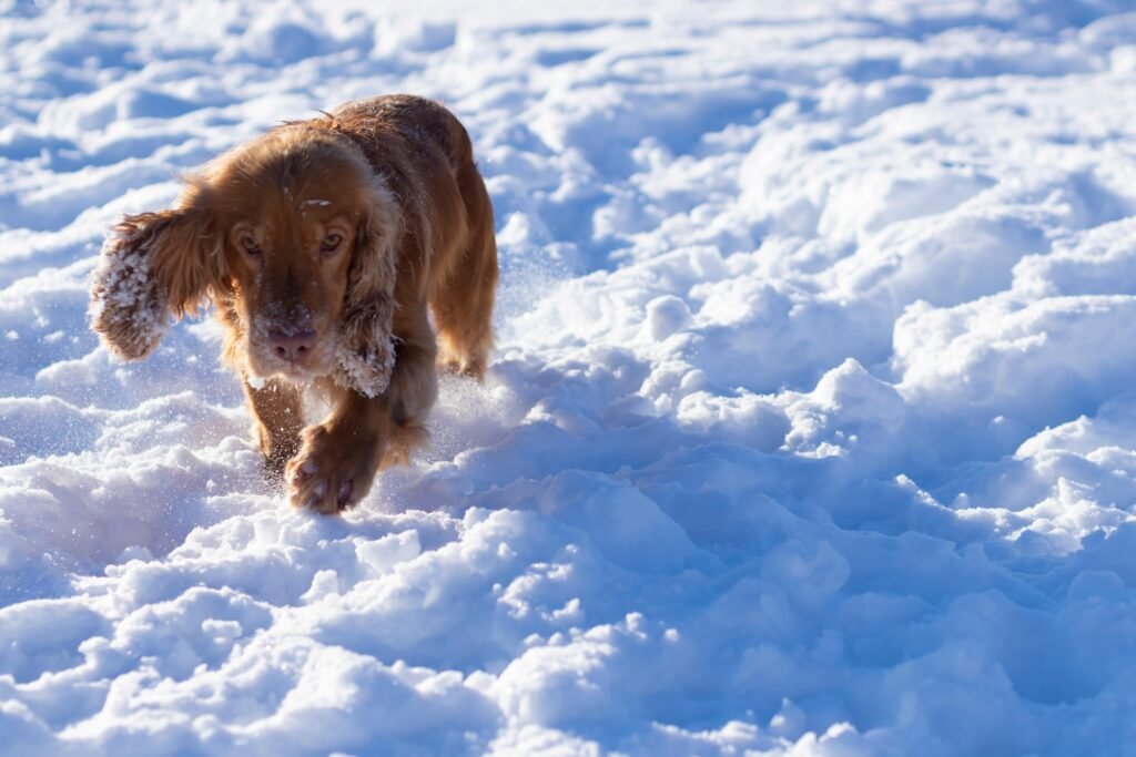 chien dans la neige