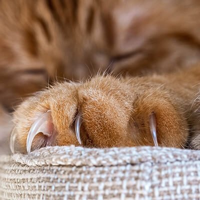 Tapis à Gratter Rond en Sisal pour Chat