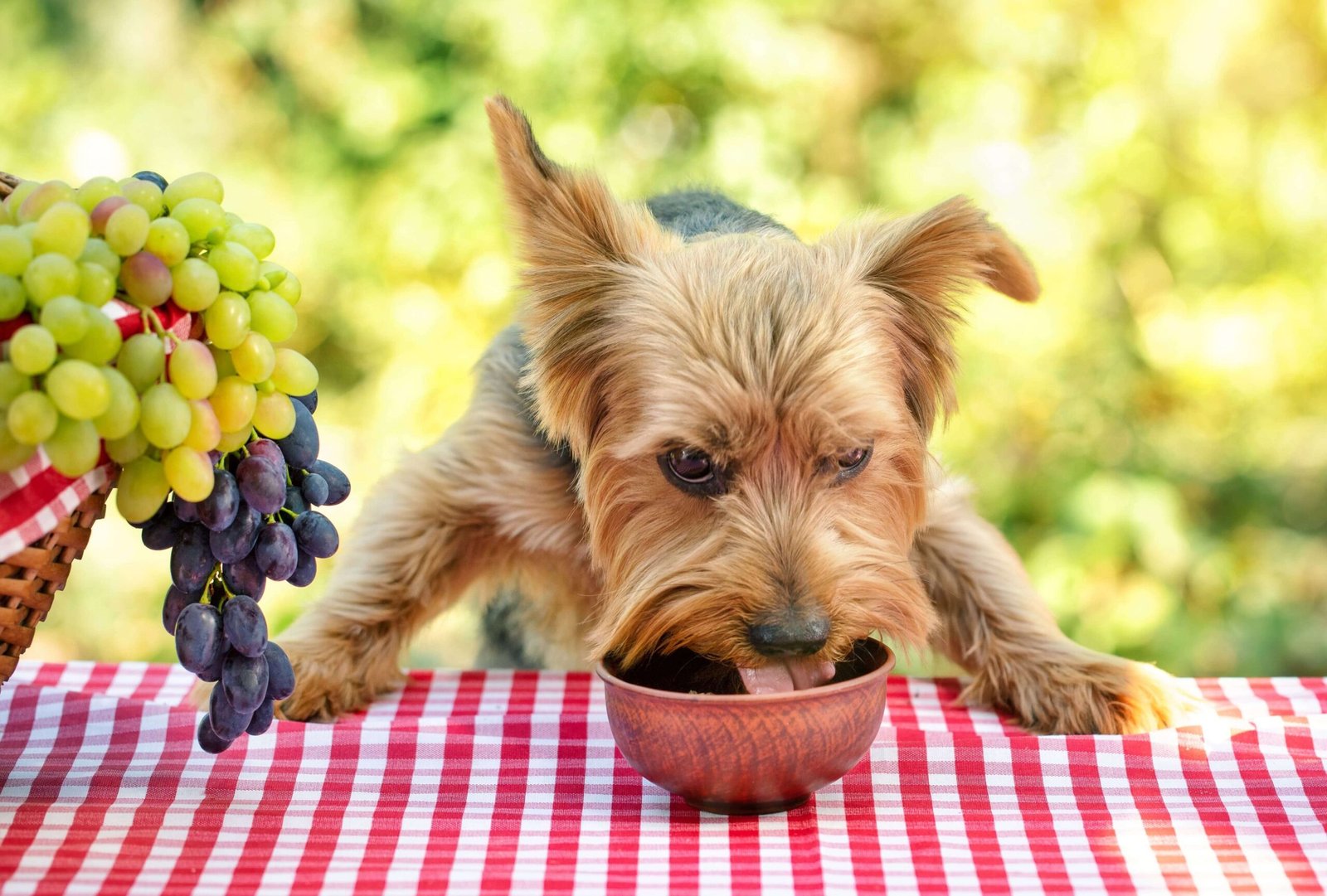 Chien qui se nourrit