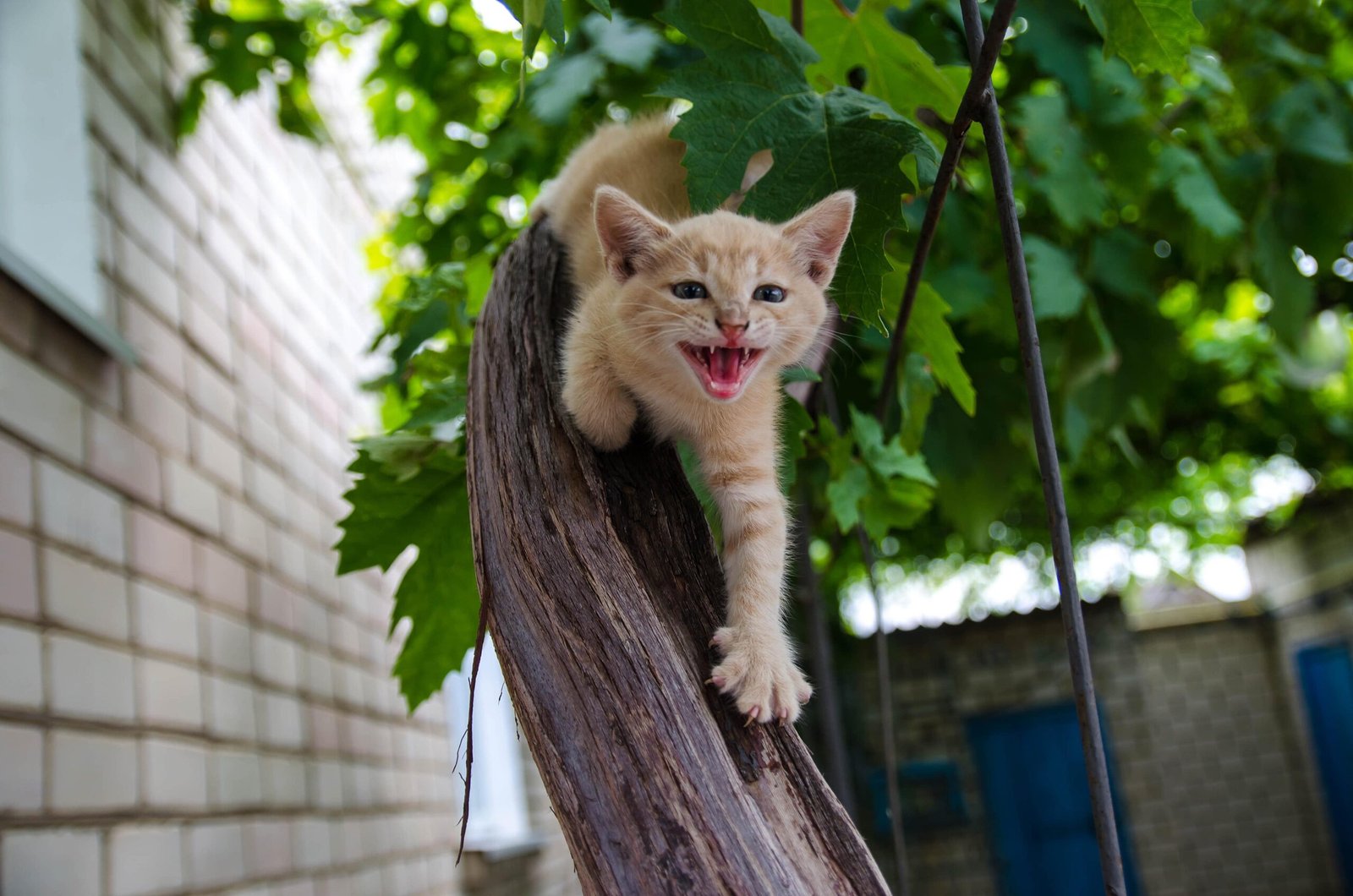 Chat qui miaule