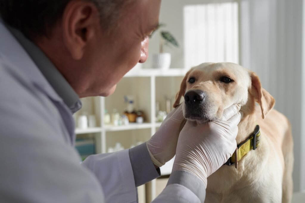 Comment un chien voit ?